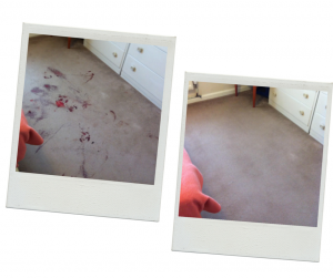 carpet cleaning deal