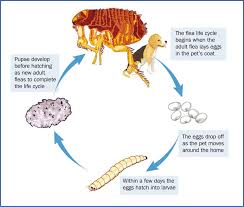 the flea lifecycle